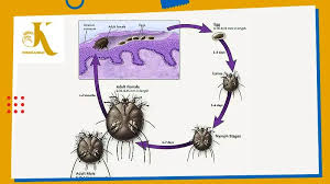 Image result for Sarcoptes scabiei life cycle
