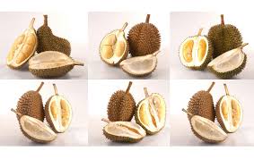 Peniaga tersebut, yeow thing thong, 57, berkata, kebanyakan pokok durian di dusun milik bapa saudaranya itu adalah dari jenis durian kampung yang sudah tua dan ditanam oleh datuknya yang sudah meninggal dunia sebelum dia dilahirkan. The Famous Dodol Durian Durian The King Of Fruits Foto Astro Awani