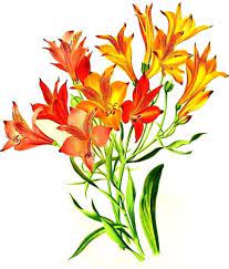 Pin On Edible Perennials