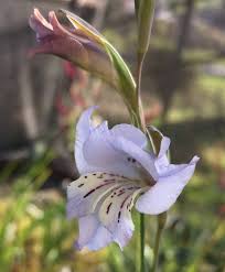 Image result for Gladiolus pretoriensis