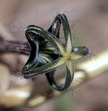 Image result for Ceropegia namuliensis