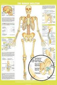 Human Skeleton Chart Poster 24x36 School Education 34331 Ebay