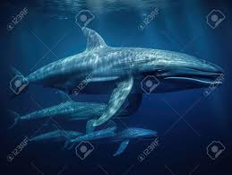 シロ ナガスクジラ 赤ちゃん