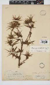 Image result for Berkheya zeyheri