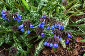 Image result for Eschenbachia ulmifolia