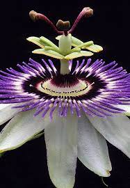 Pin On Passion Fruit Jasmine