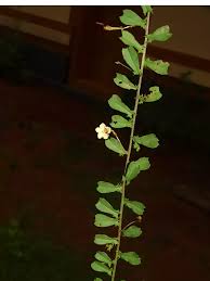 Image result for Xenostegia tridentata