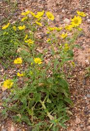 Image result for Verbesina encelioides