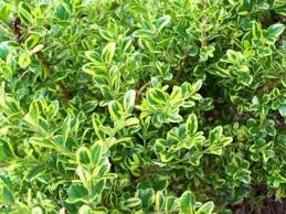 Small, fragrant, creamy yellow flowers develop in spring. Boxwood Golden Dream Galbraith S Landscaping And Lawn Care Garden Center