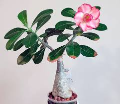 We did not find results for: Adenium Plants Are Perfect Specimens For Both Experienced Novice Gardeners Find Useful Information For Growing Taking Care