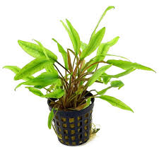 Sri lanka, found in freshwater springs and rivers. Cryptocoryne Beckettii Petchii Aquarium Plant Pot Garden Outdoors Ecog Water Features Ponds