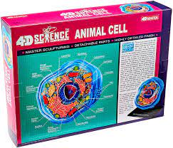 Www.bbsrc.ac.uk 9 of 13 student cell membrane nucleus cytoplasm Amazon Com Famemaster 4d Science Animal Cell Anatomy Model Toys Games