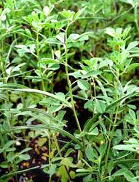 Image result for trigonella foenum-graecum،