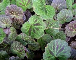 Image result for Galiniera saxifraga