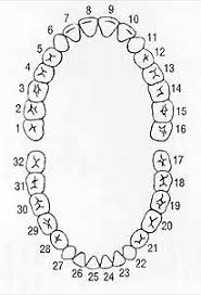 Dental Mouth Chart Wiring Diagram General Helper