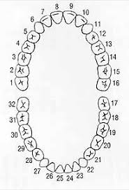 dental mouth chart wiring diagram general helper