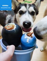Find the right toy for your dog and help satisfy their instinctual needs to play! What Is A Kong Dog Toy Husky Advisor For What Do I Use Kong Toy