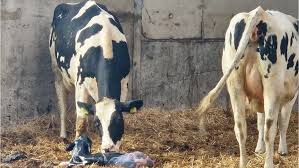 Image result for Q Fever