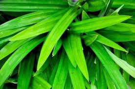 Bisa untuk masakan, kecantikan, dan kesehatan. 10 Manfaat Daun Pandan Untuk Kesehatan Dan Kecantikan