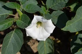 Image result for Datura inoxia