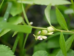 Image result for Polygala persicariifolia