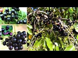 Swiftly reaching heights up to 15 feet tall and 10 feet wide, it's a magnificent sight. Black Jamun Tree Kill Diabetes Black Jamun Friut Java Pulm Organic Garden Youtube