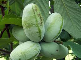 What S A Paw Paw Tree The Next Time You See A Paw Paw Dig In Paw Paw Tree Garden Types Fruit Trees