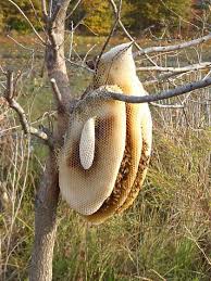 Is worth a silver spoon Amazing Looking Honeycomb Pictures To See Nature World Wonders Bee Keeping Honey Bee Hives Bee Hive