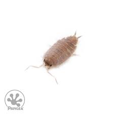 Image result for Polhillides