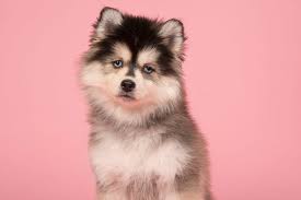 Pomsky Complete Guide 2019 Dogstruggles