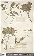 Image result for Hypericum scioanum