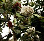 Image result for Acokanthera schimperi