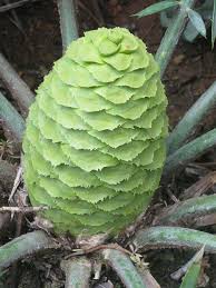 Image result for Encephalartos ngoyanus