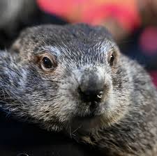 Sunny and Shadow: Punxsutawney Phils babies now have names