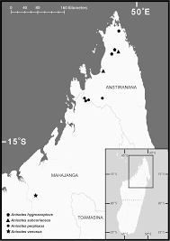 Image result for Anisotes formosissimus