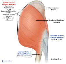 The glutes diagram gluteal muscles glutes anatomy drawings pare thigh muscle diagram sore glute upper hip pain learn thigh muscle diagram between sore glute and gluteal tear that thigh. Muscle Anatomy Gluteus Anatomy Drawing Diagram