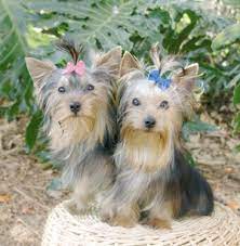 Herbs And Vitamins For Hair Growth In Dogs Lovetoknow