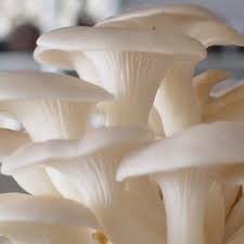 Bunga buah, daun hijau, daun pisang hijau dan daun pohon kelapa, cat air. 5 Khasiat Mengejutkan Dari Jamur Merang Citizen6 Liputan6 Com