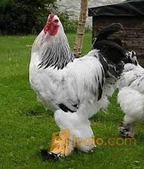 Ayam Brahma Super Magelang Jualo