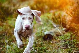 5 things to know about weimaraners