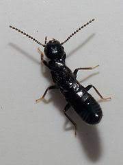 Открыть страницу «anai anai production» на facebook. File 2010 Insecto Valverde Vilarromaris Oroso Jpg Wikimedia Commons