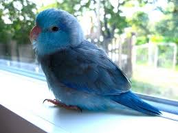 Blue Birds You Can Have As Pets I So Enjoy Seeing These Little Birds Occas I Spot One In My Yard 3 Cute Birds Pet Birds Cute Animals