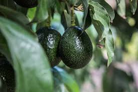Avocado trees can live up to 300 years although there are some wild trees the avocado tree needs npk (nitrogen, phosphorus and potassium) in a balanced fertilizer with zinc. 9 Of The Best Cold Hardy Avocado Trees Gardener S Path