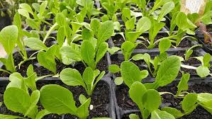 緑 野菜 有機 緑豊かな もやし 新鮮 庭 成長 自然 葉 Pxfuel