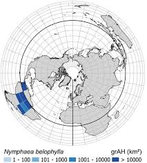 Image result for Limnophila bangweolensis
