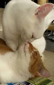 Cat In Heat Signs Symptoms What To Do If Your Cat Is In Heat Cattime In 2020 Cute Animals Cute Cats Pets