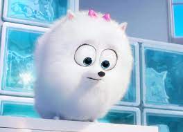 She is voiced by jenny slate. Gidget The Secret Life Of Pets Wiki Fandom