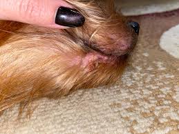 Stop your dog from scratching. My Dog Has Been Scratching His Mouth For A Few Days Now Finally I Noticed Yesterday That He Has Scabbing By His Lips Today The Area Petcoach