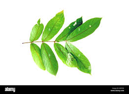 Image result for Combretum sp. A