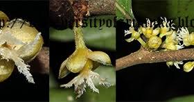 Image result for Chaetocarpus